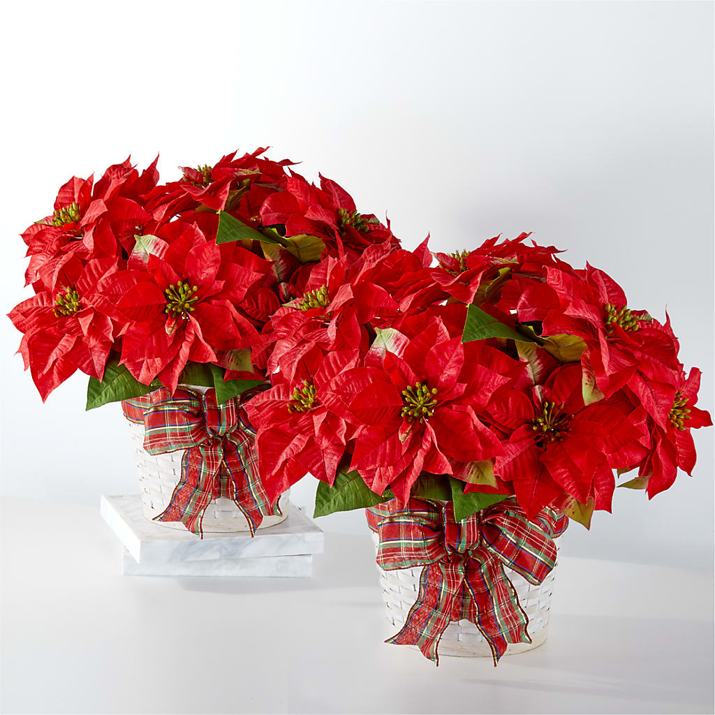 Happiest Holidays Poinsettia Bundle – De Voe Floral, Lena IL