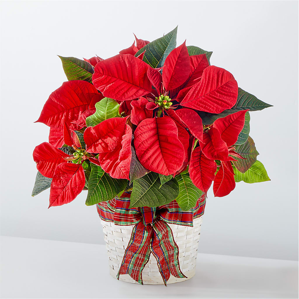 Happiest Holidays Poinsettia – De Voe Floral, Lena IL