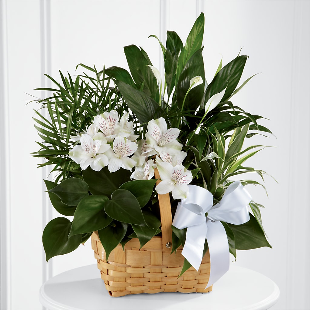 Peace & Serenity Dishgarden – De Voe Floral, Lena IL