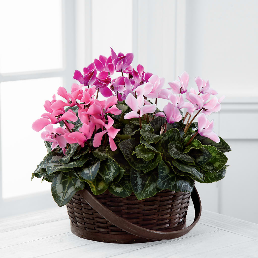 Mixed Cyclamen Planter – De Voe Floral, Lena IL