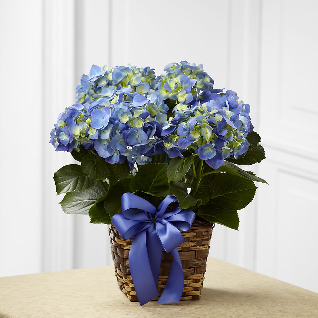 Blue Hydrangea Planter – De Voe Floral, Lena IL