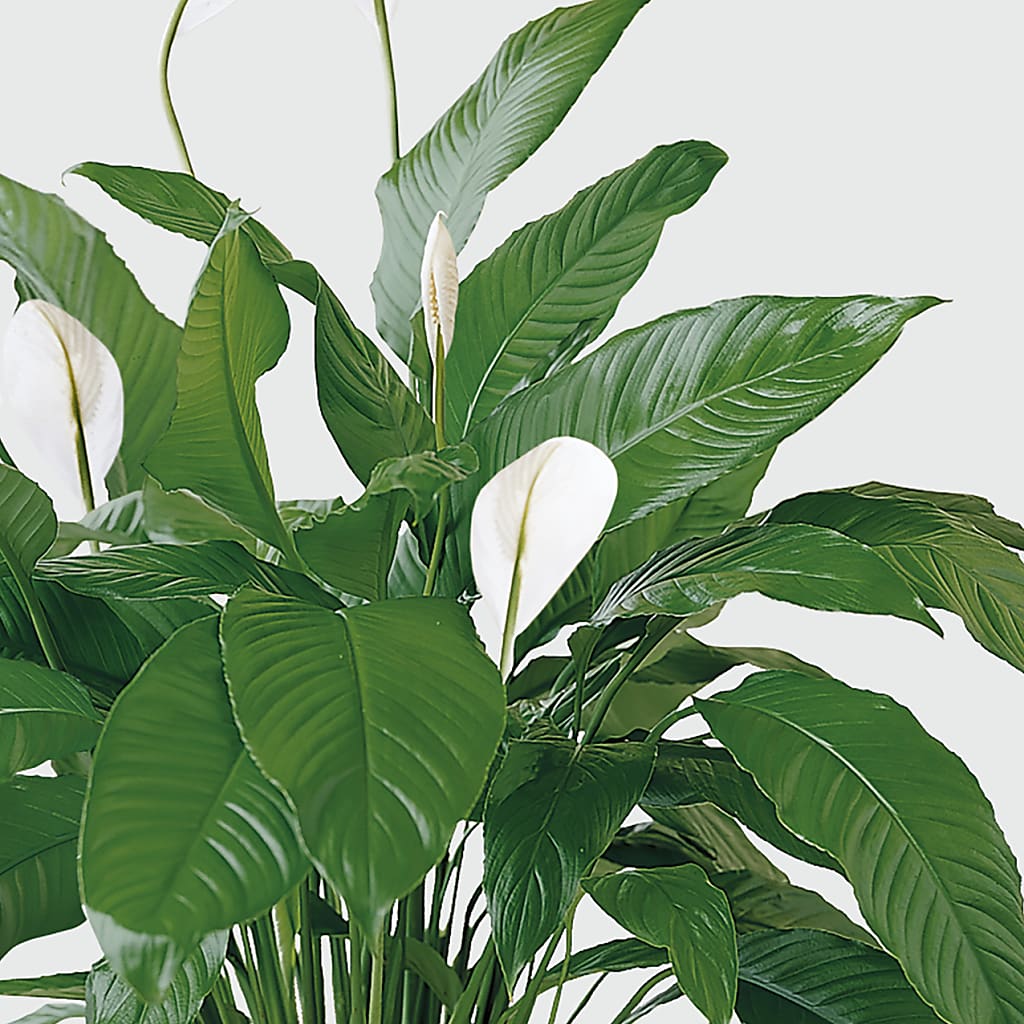 Tranquil Moments Peace Lily Plant – De Voe Floral, Lena IL