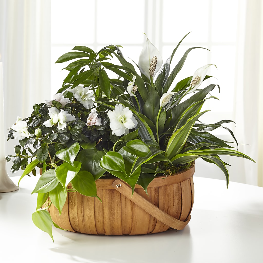 Serene Dishgarden – De Voe Floral, Lena IL