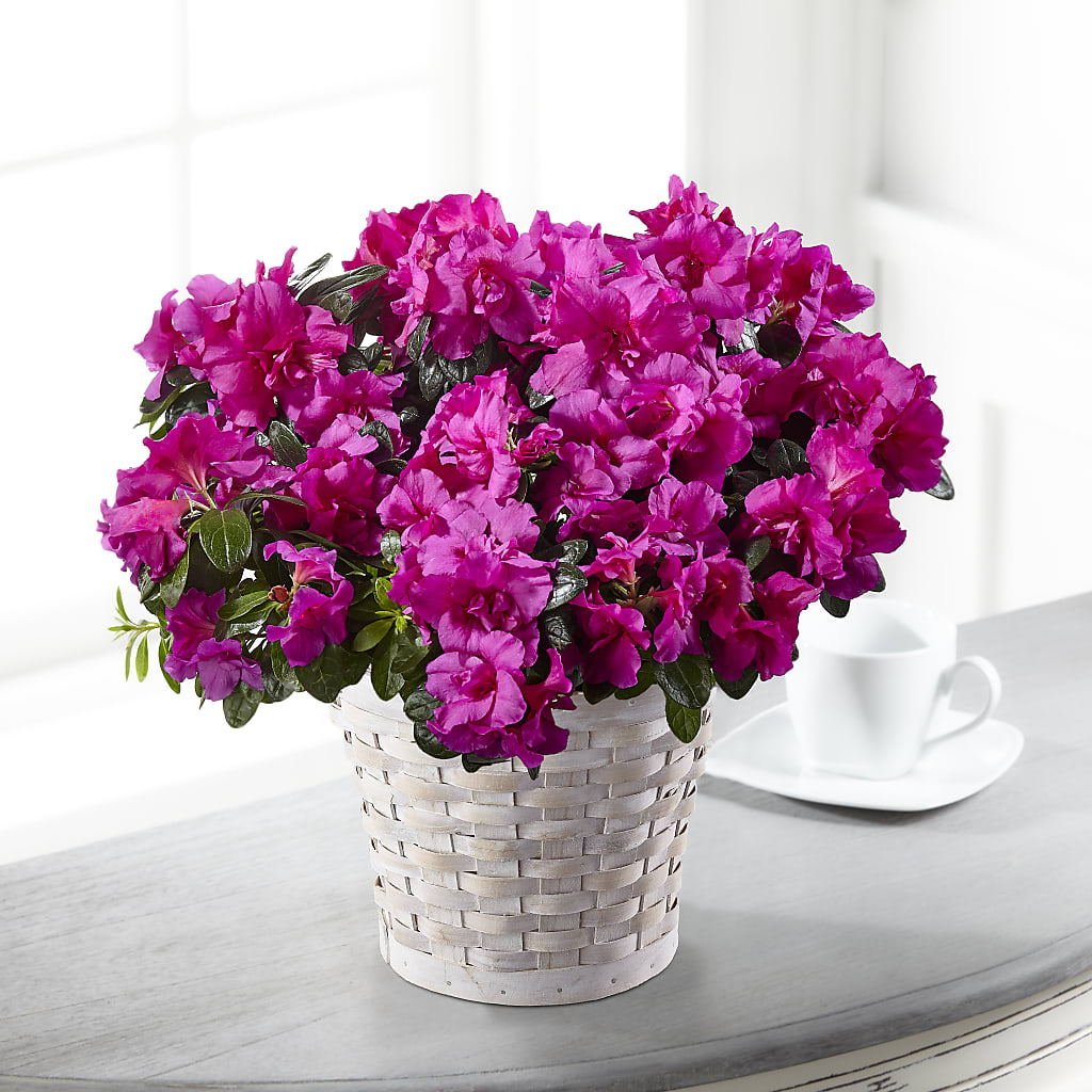 Hope & Serenity Azalea Plant – De Voe Floral, Lena IL