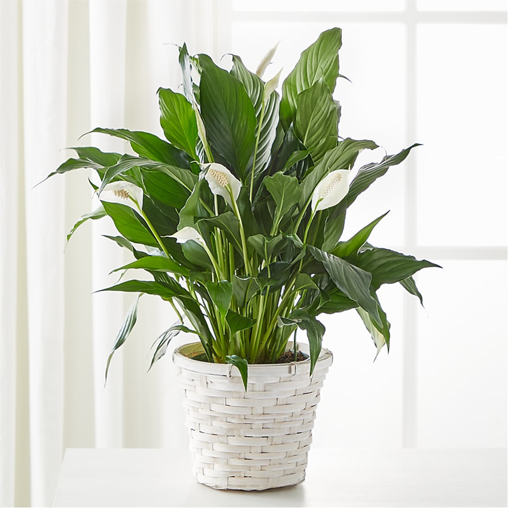 A New Leaf Peace Lily – De Voe Floral, Lena IL