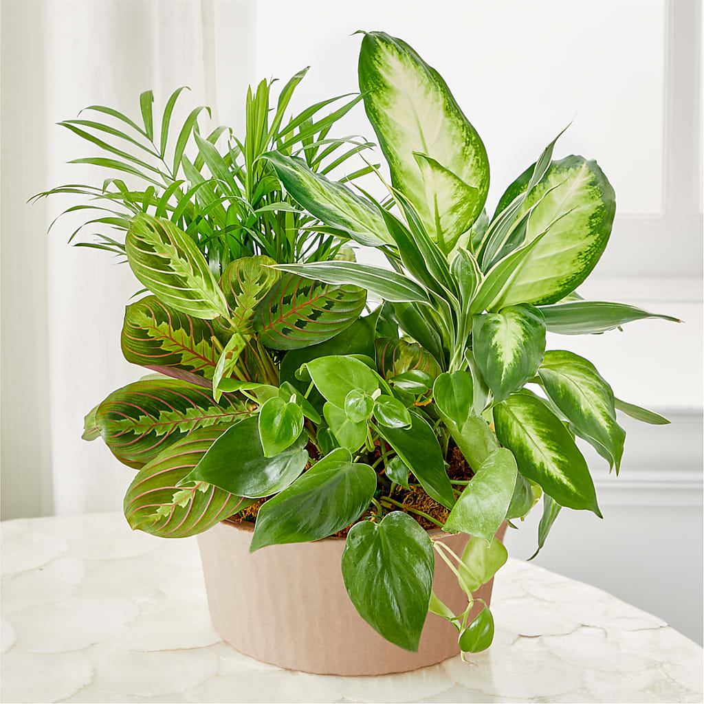 Balance & Harmony Dishgarden – De Voe Floral, Lena IL