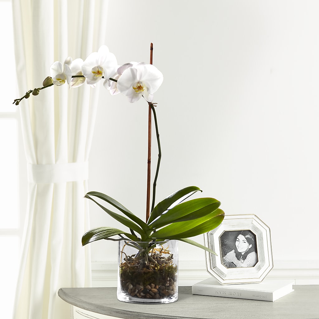 White Orchid Planter – De Voe Floral, Lena IL