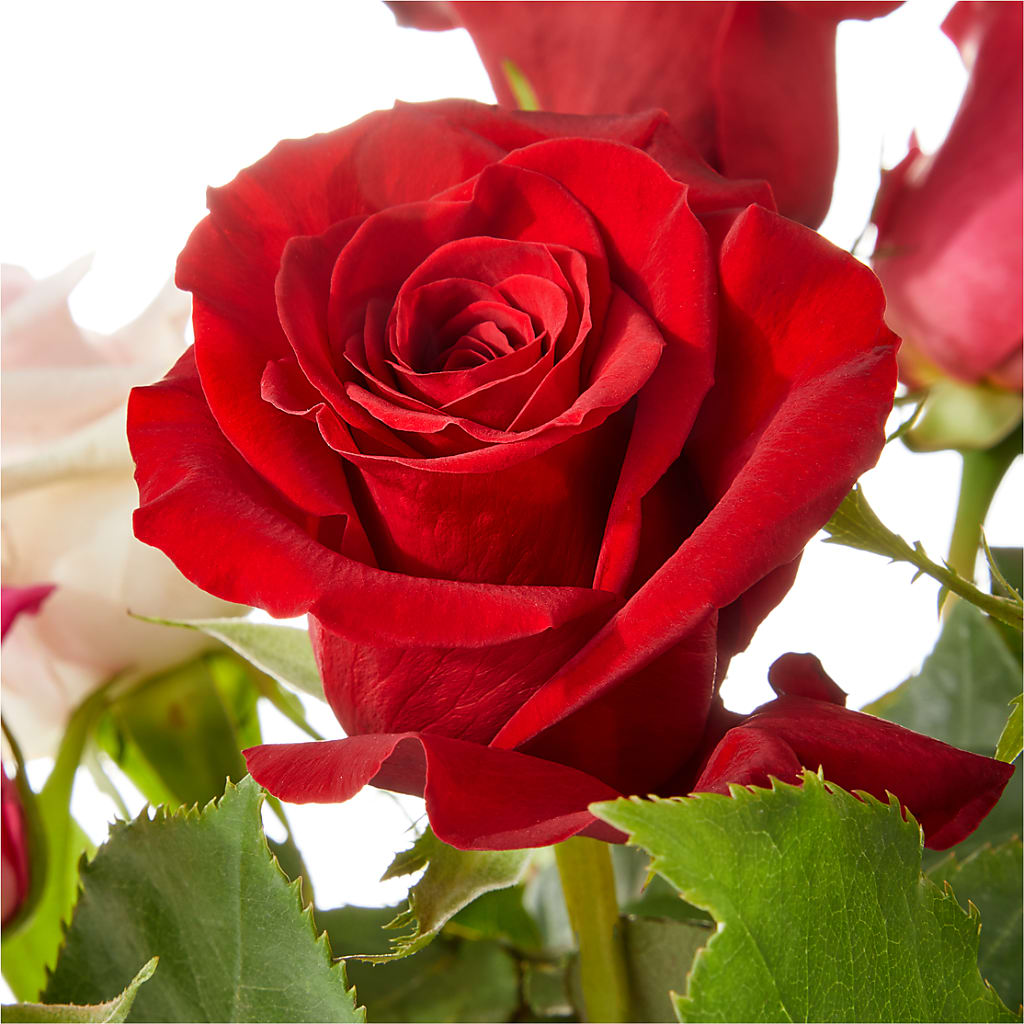 Love Notes Rose Bouquet – De Voe Floral, Lena IL