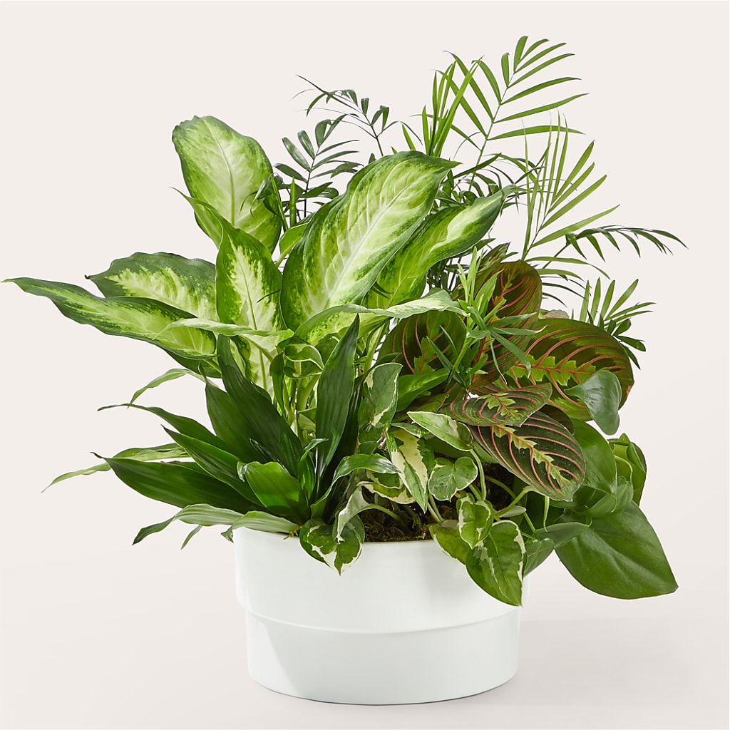 Radiating Positivity Dishgarden – De Voe Floral, Lena IL