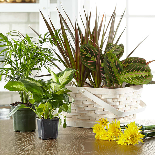 Florist Designed Blooming and Green Plants in a Basket –  De Voe Floral, Lena IL