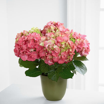 Pink Hydrangea Planter –  De Voe Floral, Lena IL