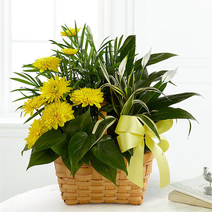 Loving Light Dishgarden –  De Voe Floral, Lena IL
