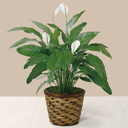Tranquil Moments Peace Lily Plant –  De Voe Floral, Lena IL