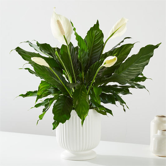 Comfort Planter –  De Voe Floral, Lena IL