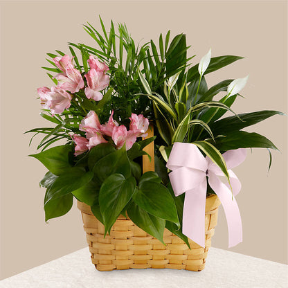 Living Spirit Dishgarden –  De Voe Floral, Lena IL