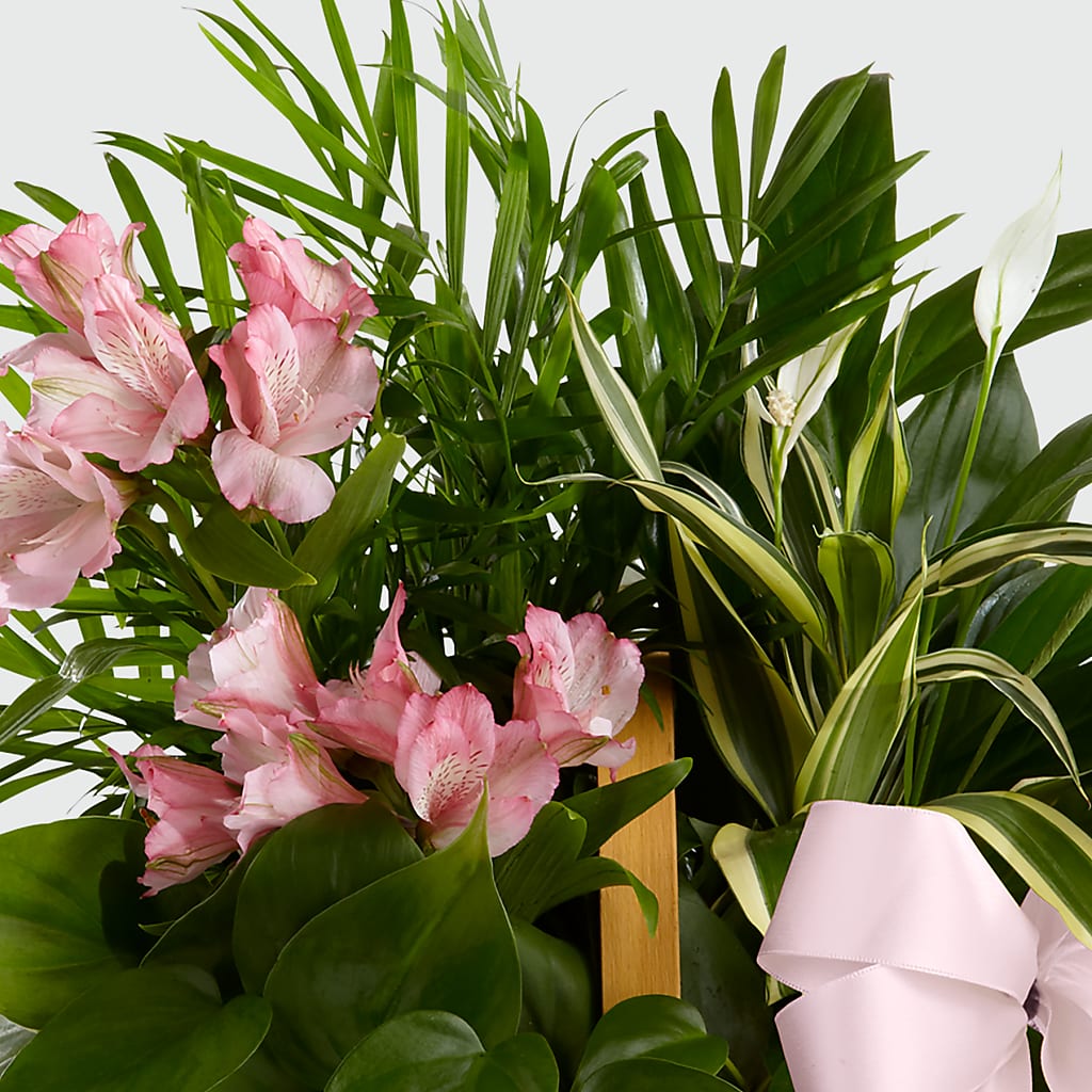 Living Spirit Dishgarden –  De Voe Floral, Lena IL