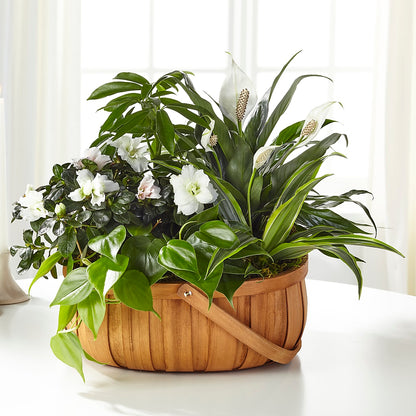 Serene Dishgarden –  De Voe Floral, Lena IL