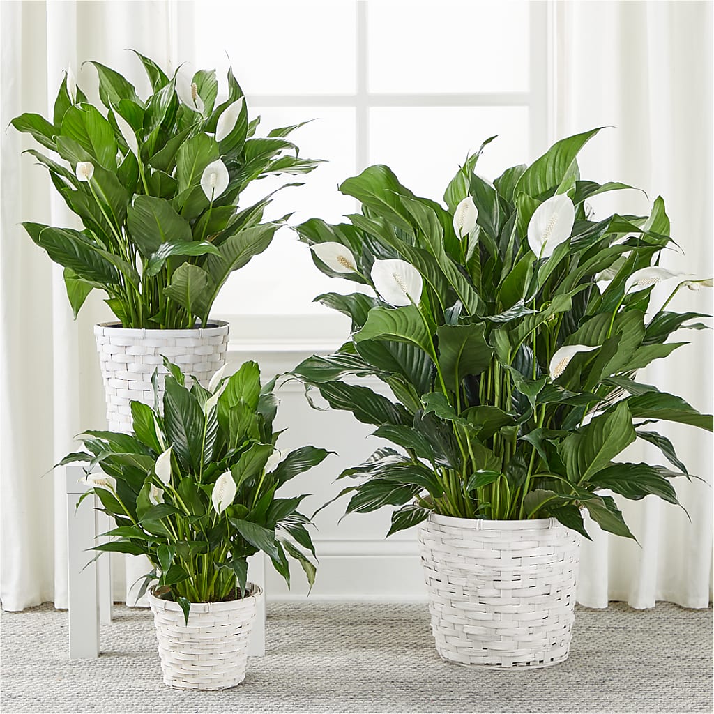 A New Leaf Peace Lily –  De Voe Floral, Lena IL