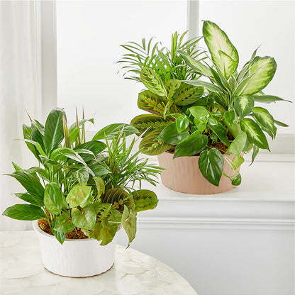 Balance & Harmony Dishgarden –  De Voe Floral, Lena IL