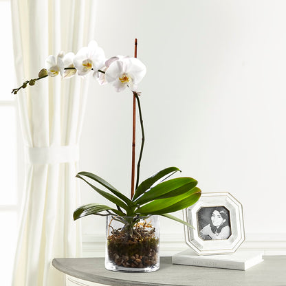 White Orchid Planter –  De Voe Floral, Lena IL